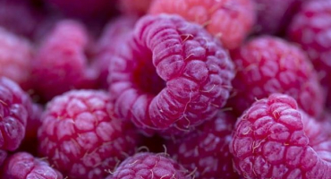 Jak vyrobit malinový džem bez pecek s želatinou a agar-agarem na zimu doma